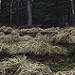 Miniature Photo suivante: