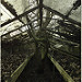 Miniature Photo suivante: Forgotten by everyone, it continues to grow