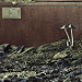 Miniature Photo suivante: Mushrooms for dinner. Please call the room service.