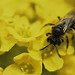 Miniature Photo suivante: Macro tentative 2 - insect