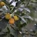 Miniature Photo précédente: