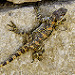 Thumb Un lézard dans les ruines de Jerash