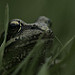 Miniature Photo suivante: Kermit
