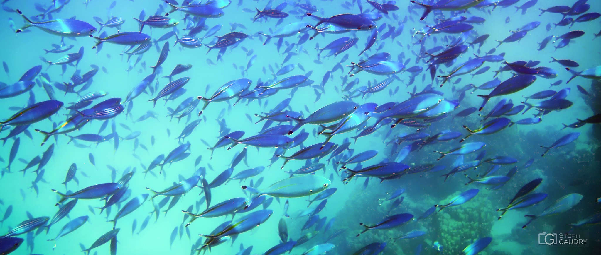 Traffic et embouteillages sous-marins [Klicken Sie hier, um die Diashow zu starten]
