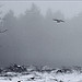 Miniature Photo suivante: Xhoris, Crows in the mist