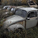 Miniature Photo suivante: Military beetles
