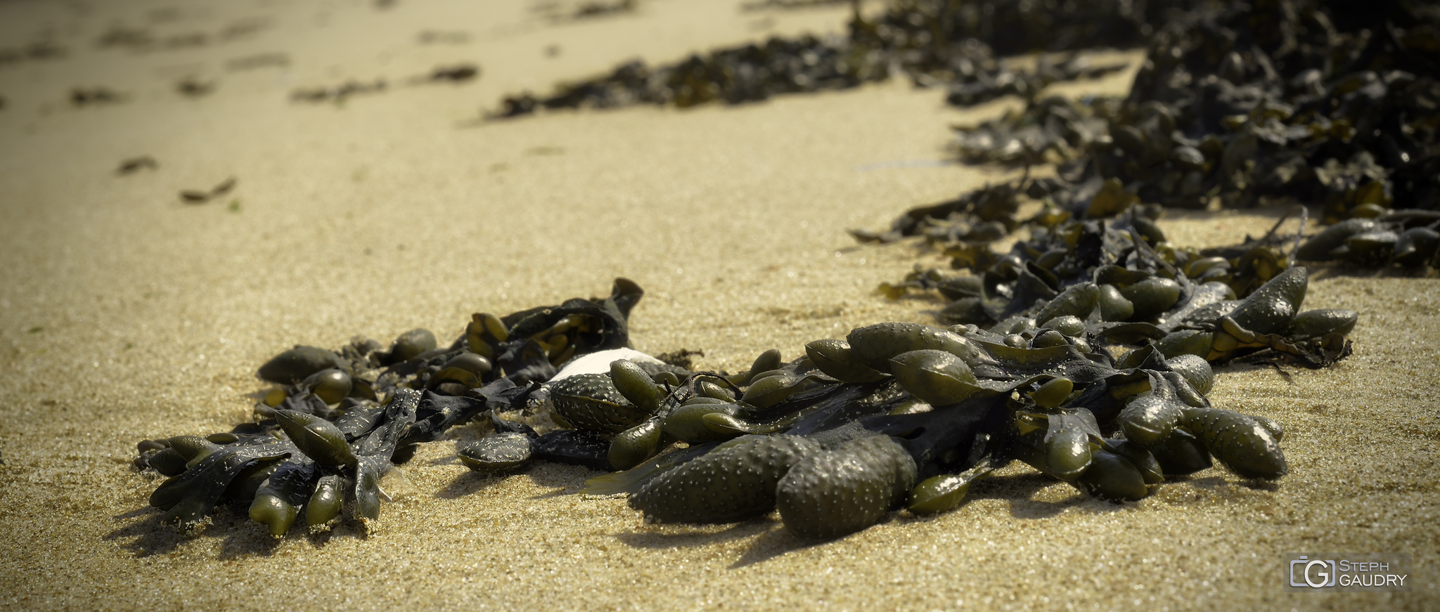 Fucus vesiculosus v2 (cinémascope) [Cliquez pour lancer le diaporama]