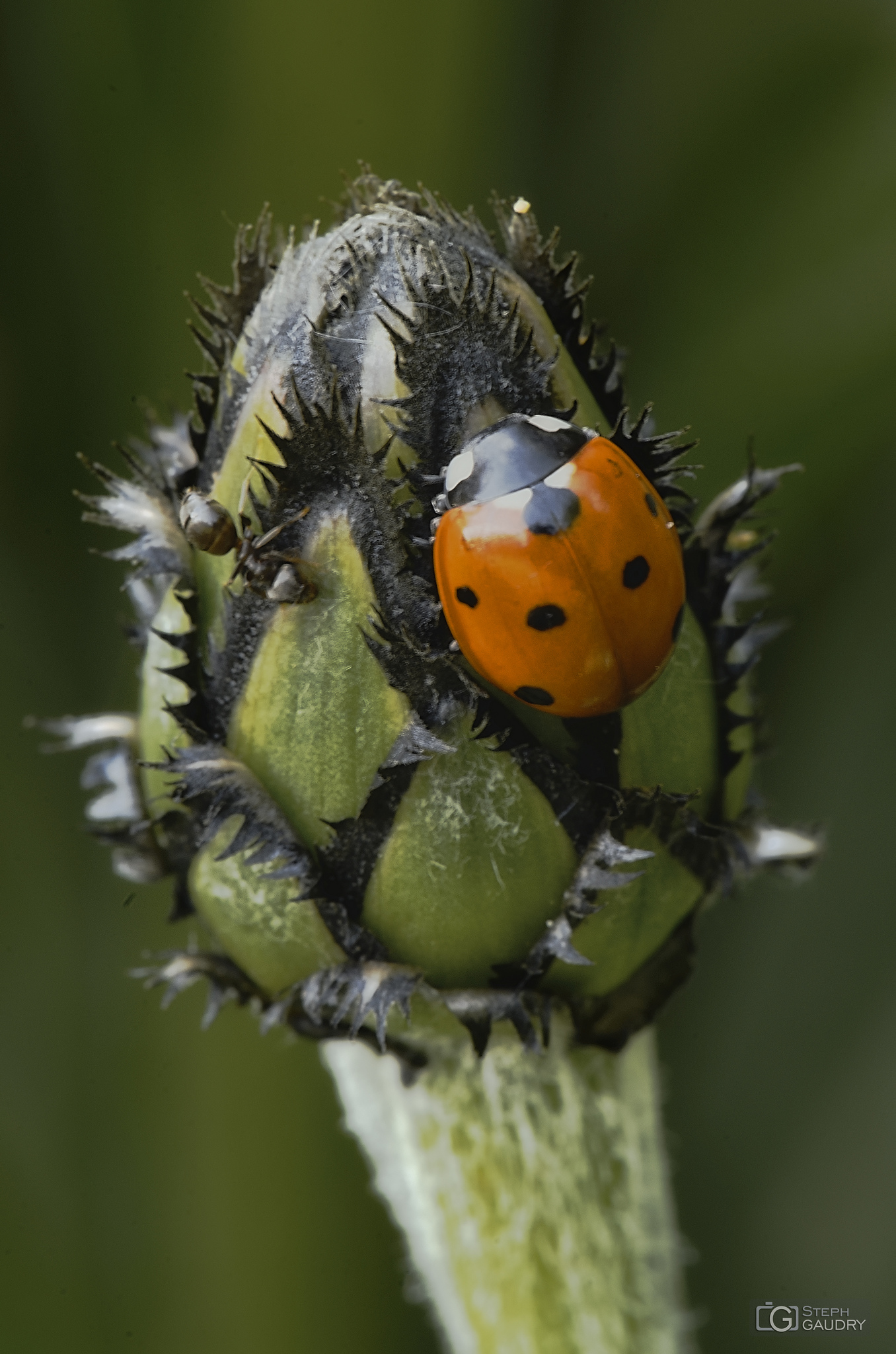 Macro tentative 3 - ladybug and ants [Klik om de diavoorstelling te starten]