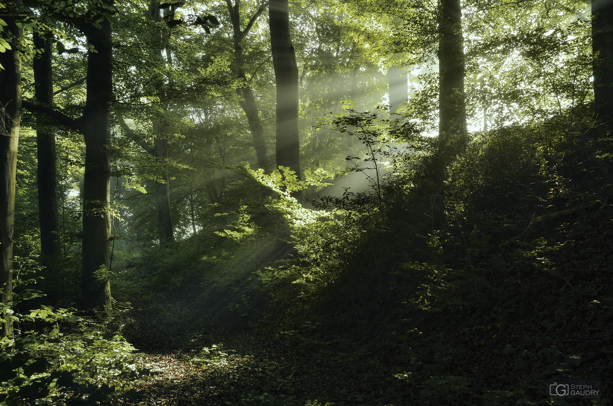 Rayon de soleil dans le brouillard