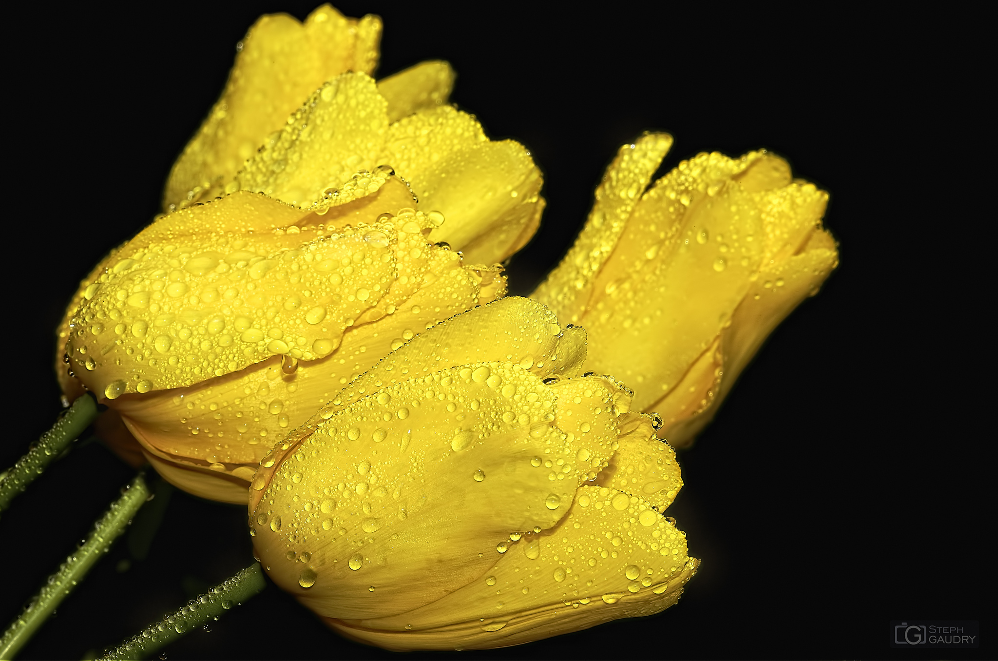 Gele tulpen [Klik om de diavoorstelling te starten]