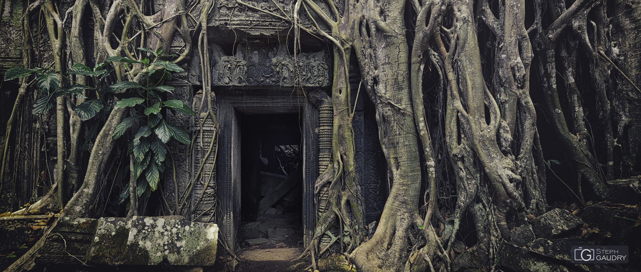Temple de Ta Prohm sous les racines de fromager [Click to start slideshow]