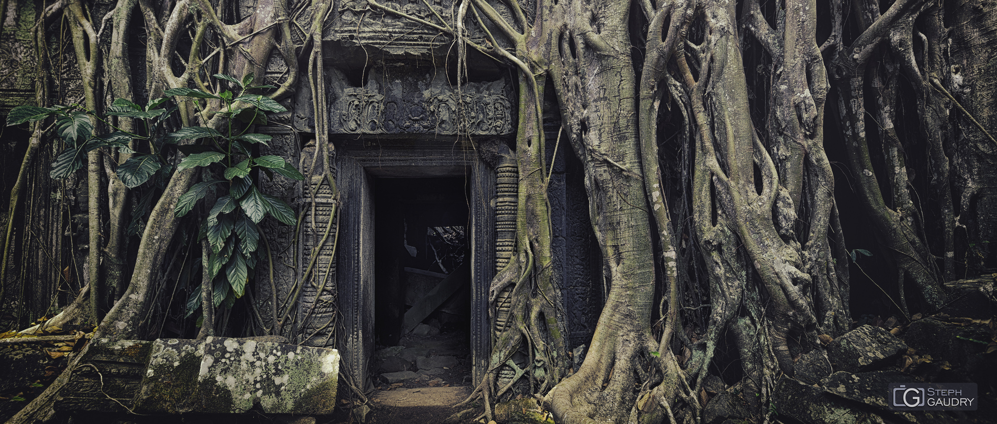 Temple de Ta Prohm sous les racines de fromager [Cliquez pour lancer le diaporama]