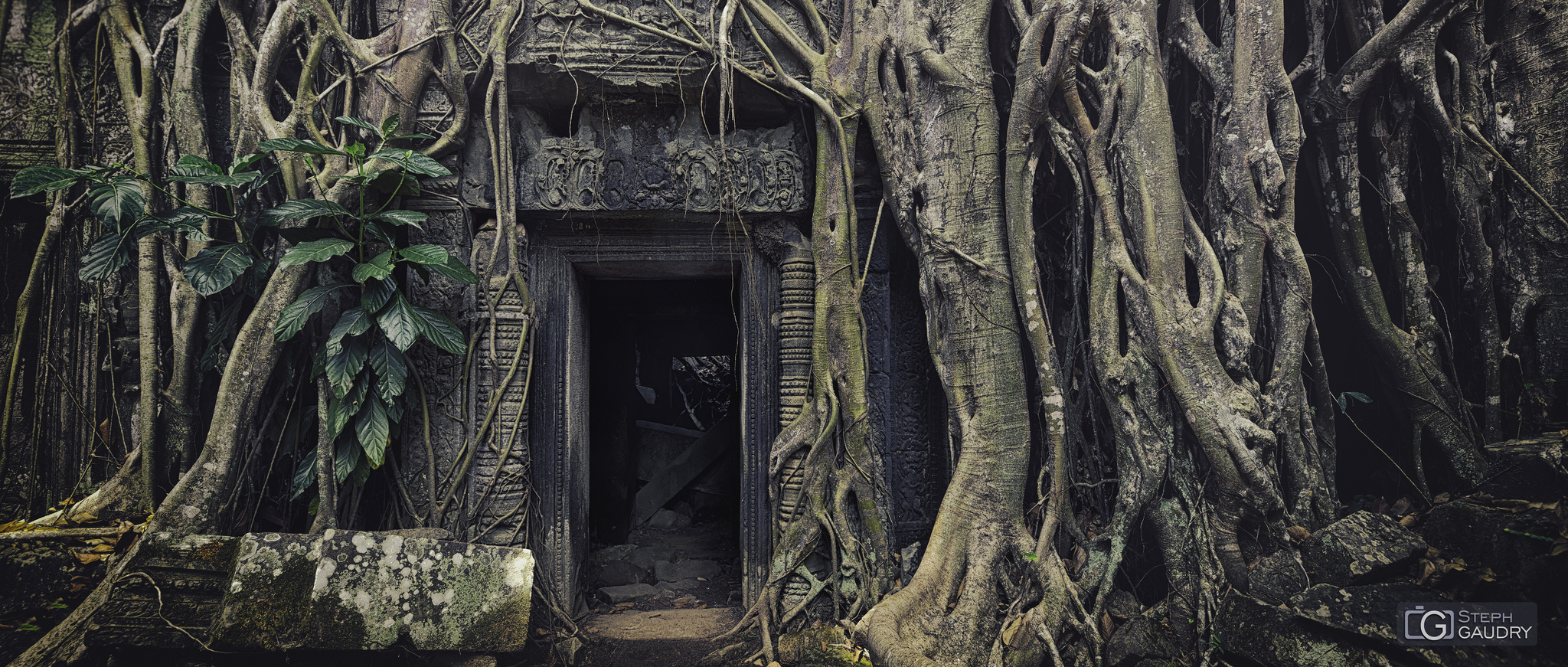 Temple de Ta Prohm sous les racines de fromager [Klicken Sie hier, um die Diashow zu starten]