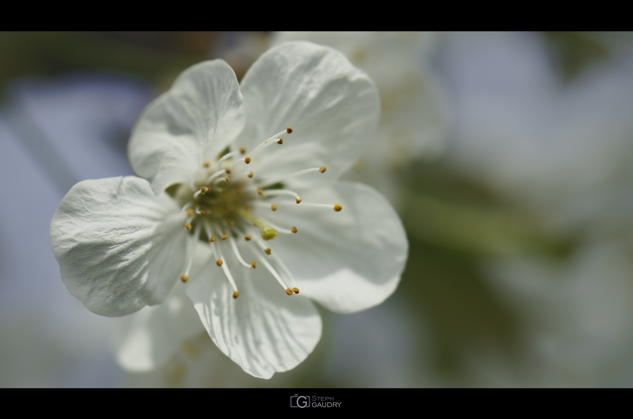 Premières fleurs de mon cerisier