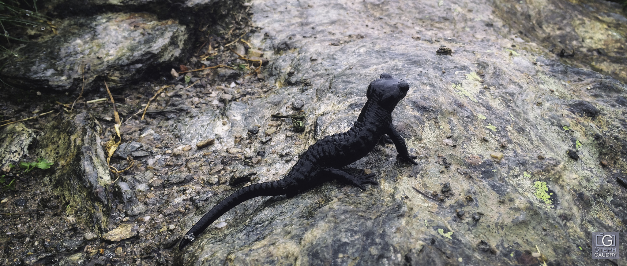 Salamandre - 2015_08_01_113344 [Click to start slideshow]