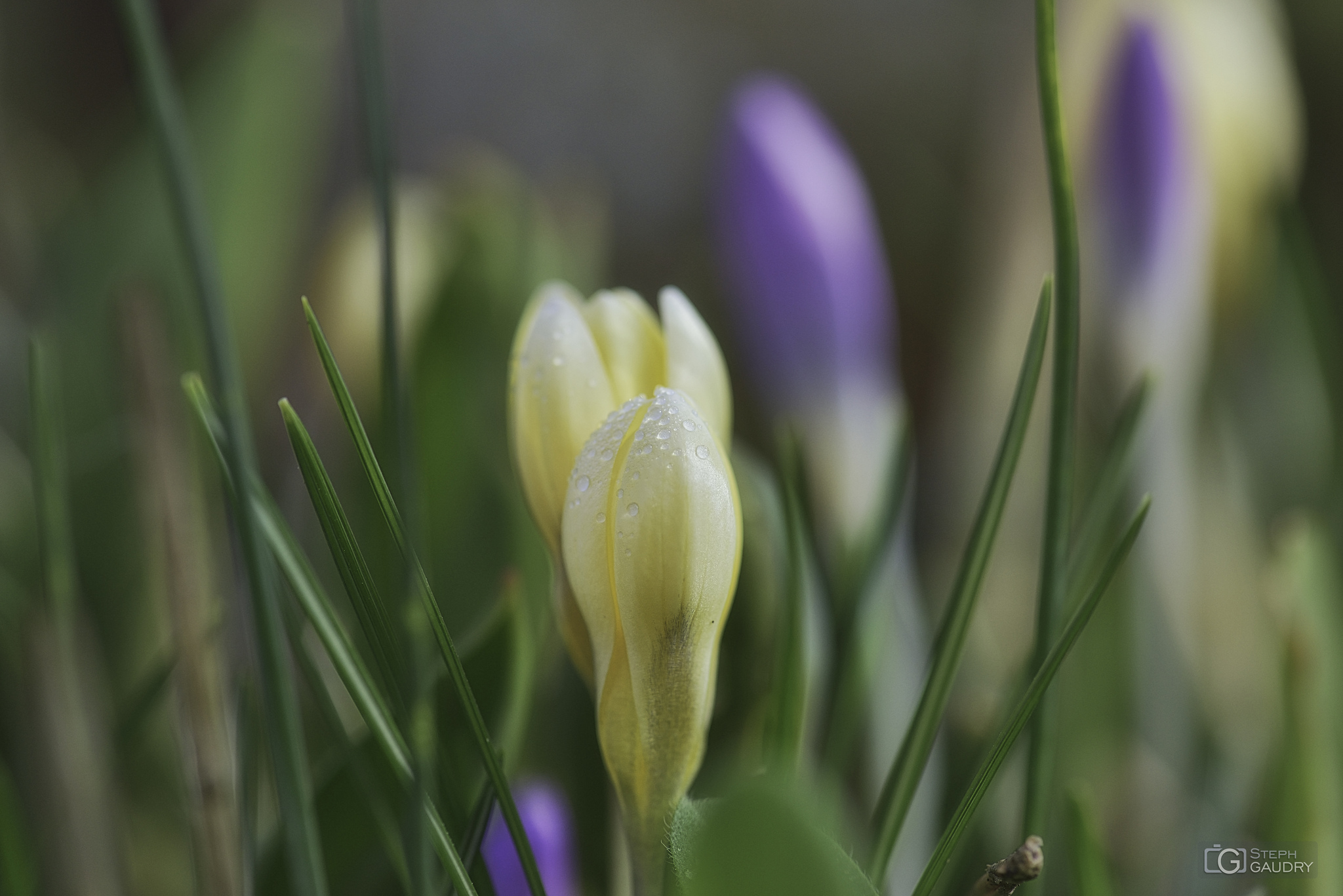 Crocus [Cliquez pour lancer le diaporama]