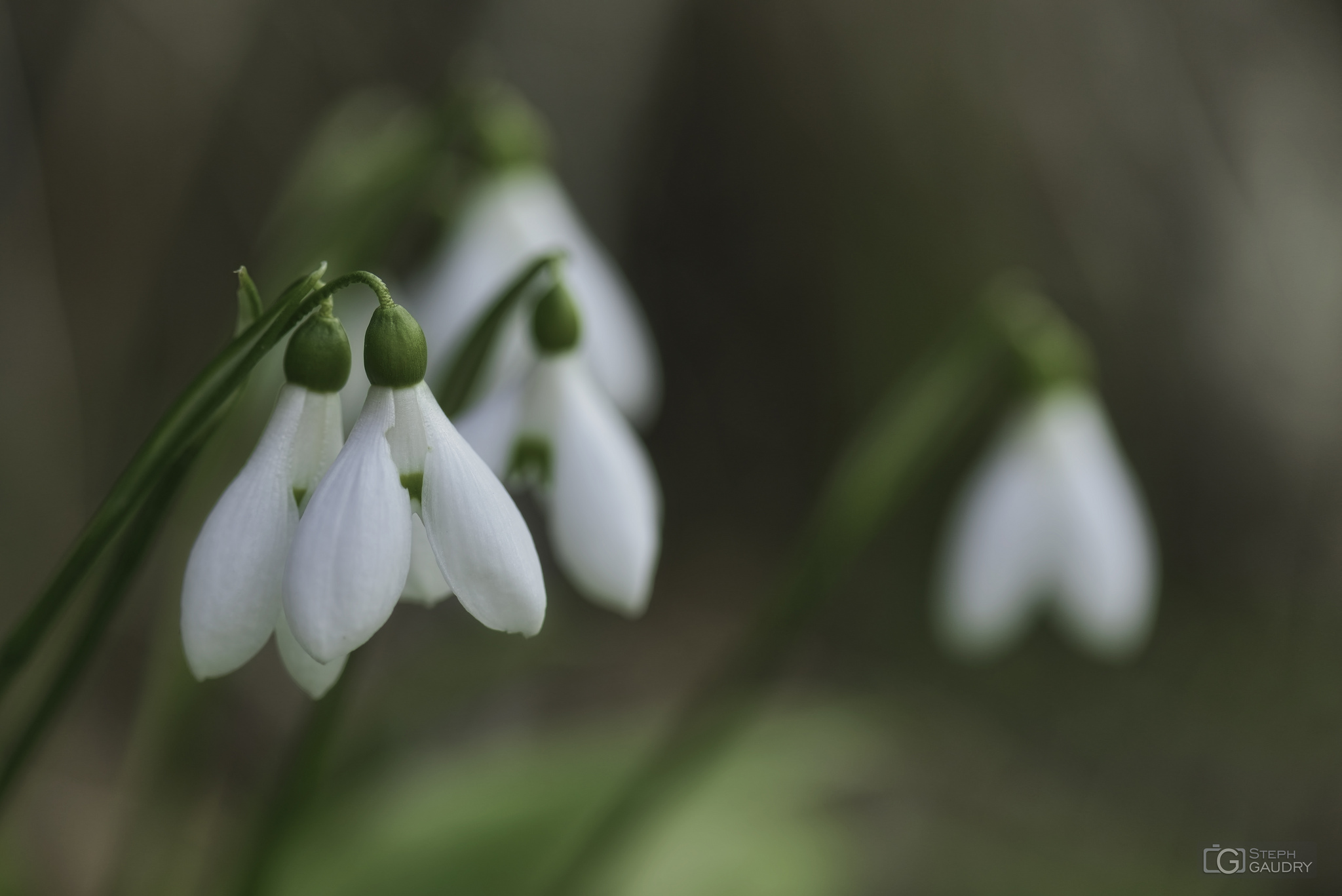 Printemps [Klicken Sie hier, um die Diashow zu starten]