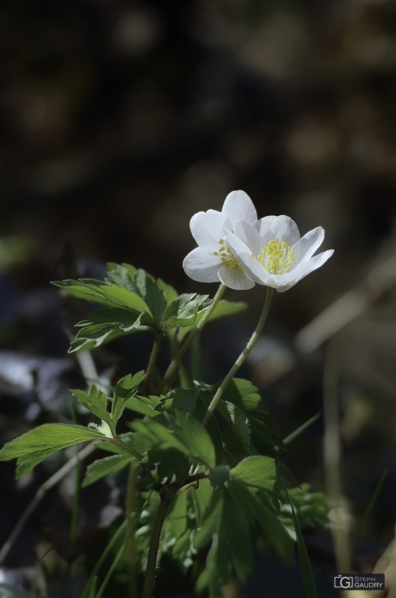 Premières fleurs de printemps [Cliquez pour lancer le diaporama]