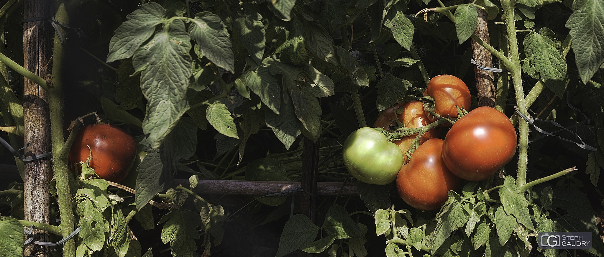 Pomodoro, figlio del sole [Cliquez pour lancer le diaporama]