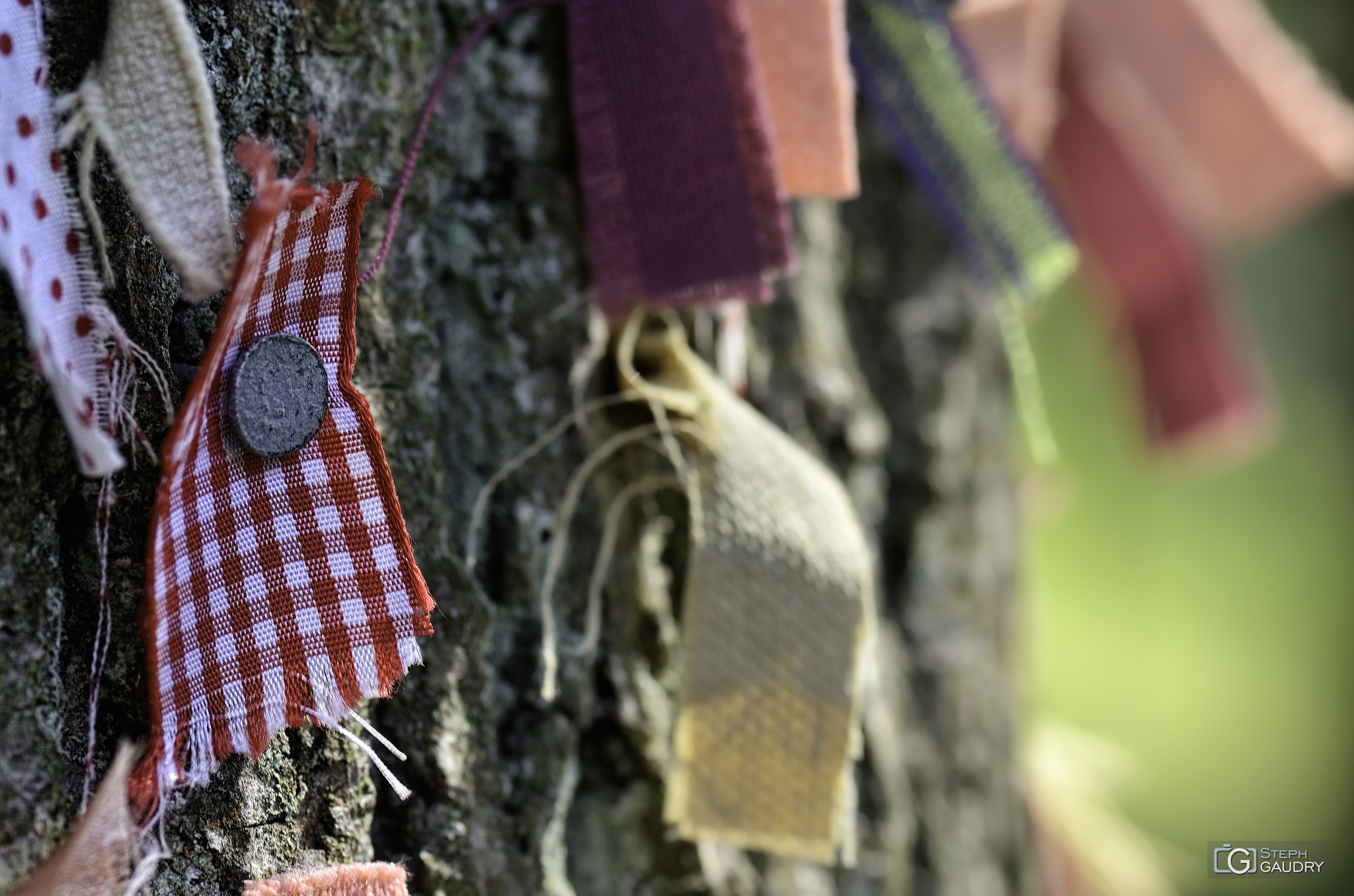 Les petites choses / L'arbre fétiche