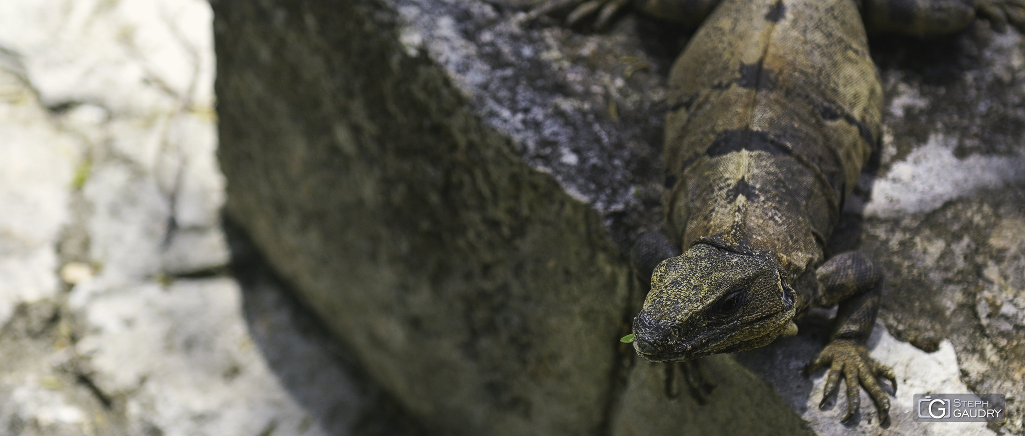 Varan à Uxmal (MEX) [Klicken Sie hier, um die Diashow zu starten]