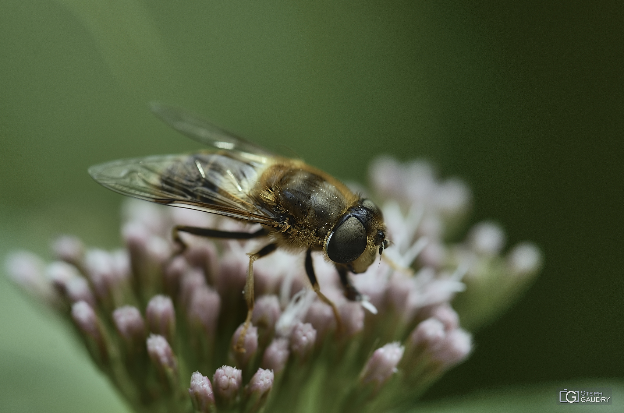 Eristalis pertinax [Cliquez pour lancer le diaporama]