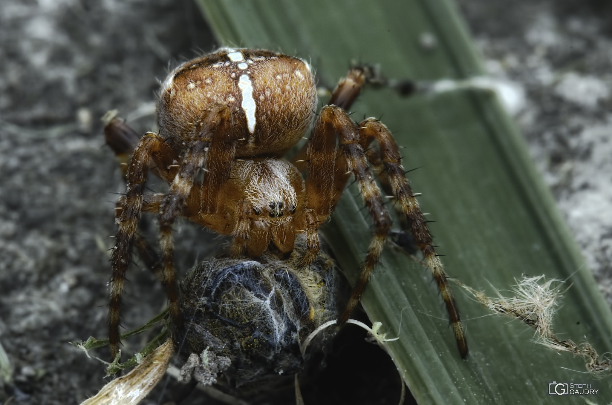 Shelob dans les escaliers de Cirith Ungol, enveloppe Frodon après l'avoir piqué au cou [Klik om de diavoorstelling te starten]