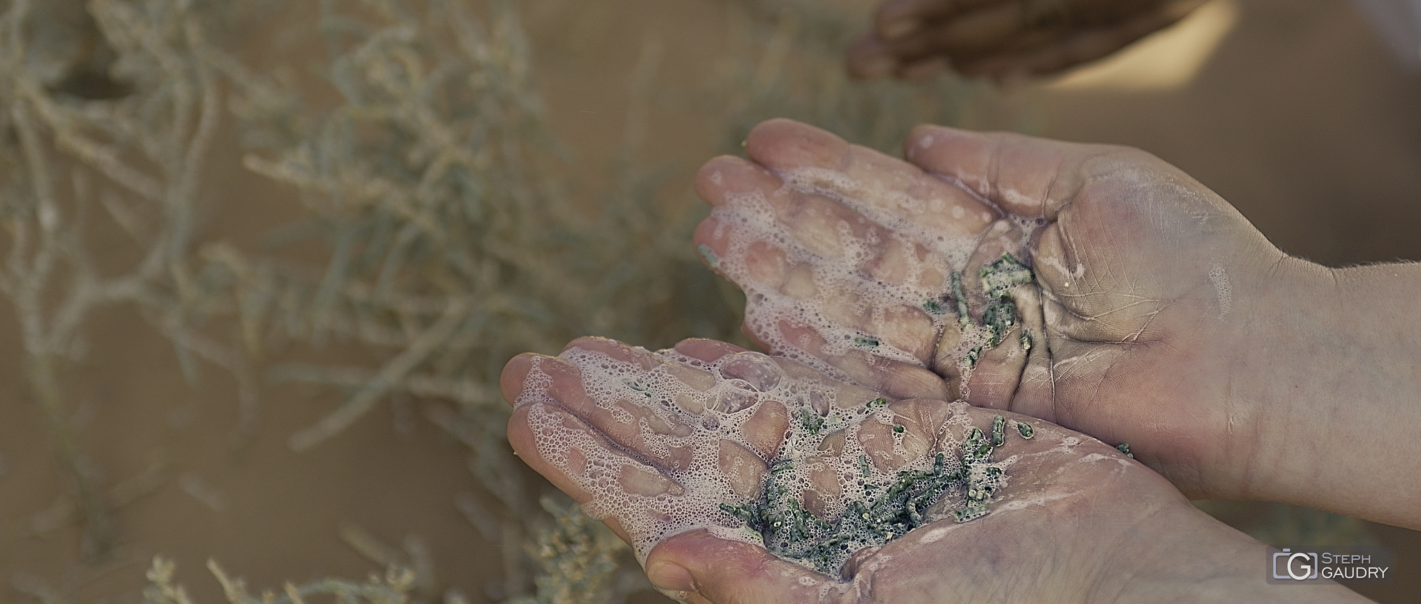 Le savon du désert mousse avec un peu d'eau [Click to start slideshow]