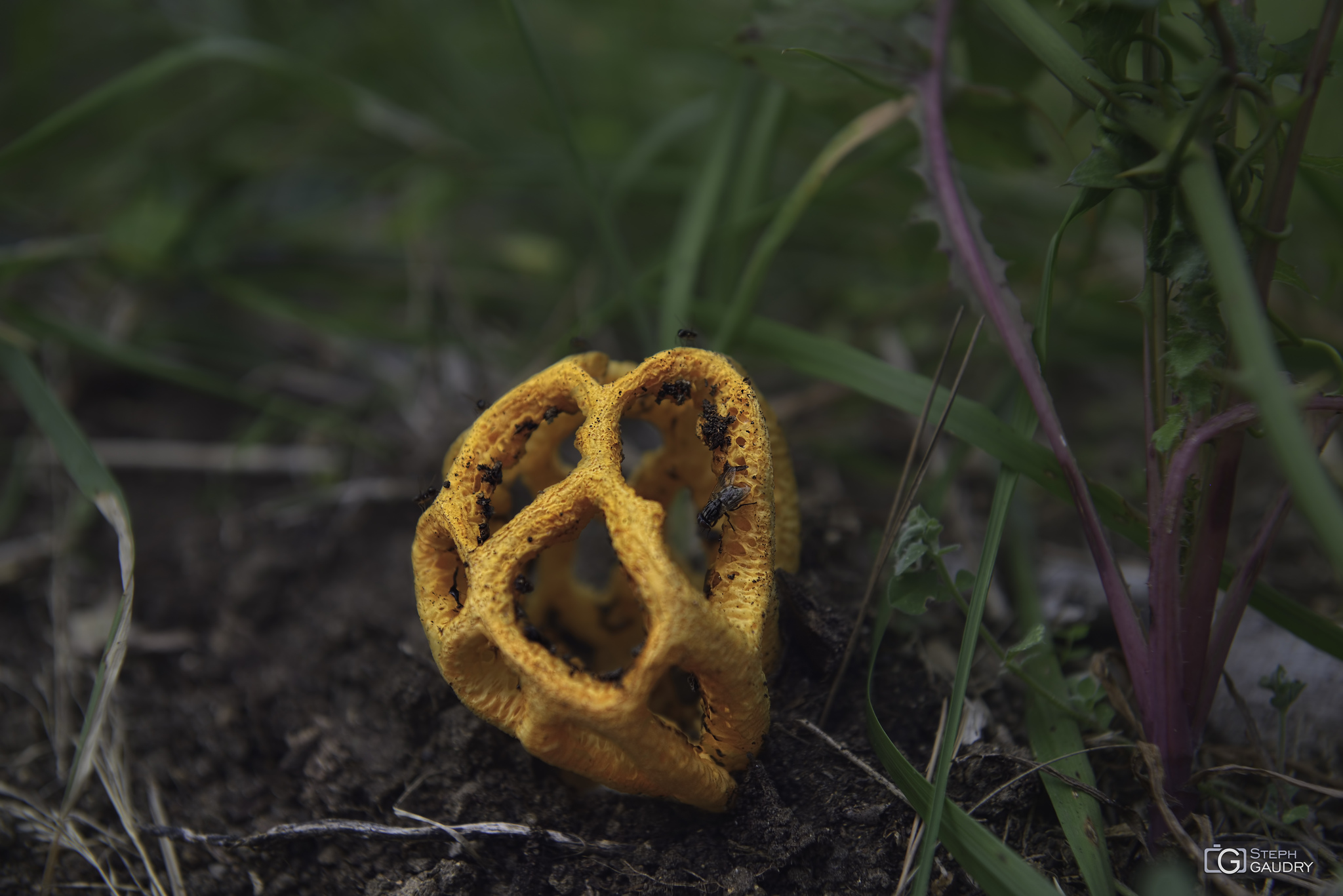 Les petites choses / Clathrus ruber