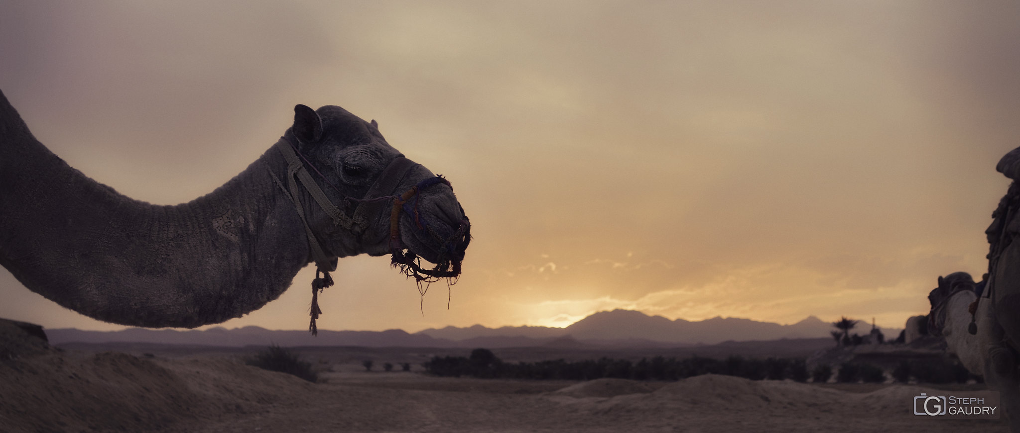 Coucher de soleil avec les chameaux en Egypte [Klik om de diavoorstelling te starten]