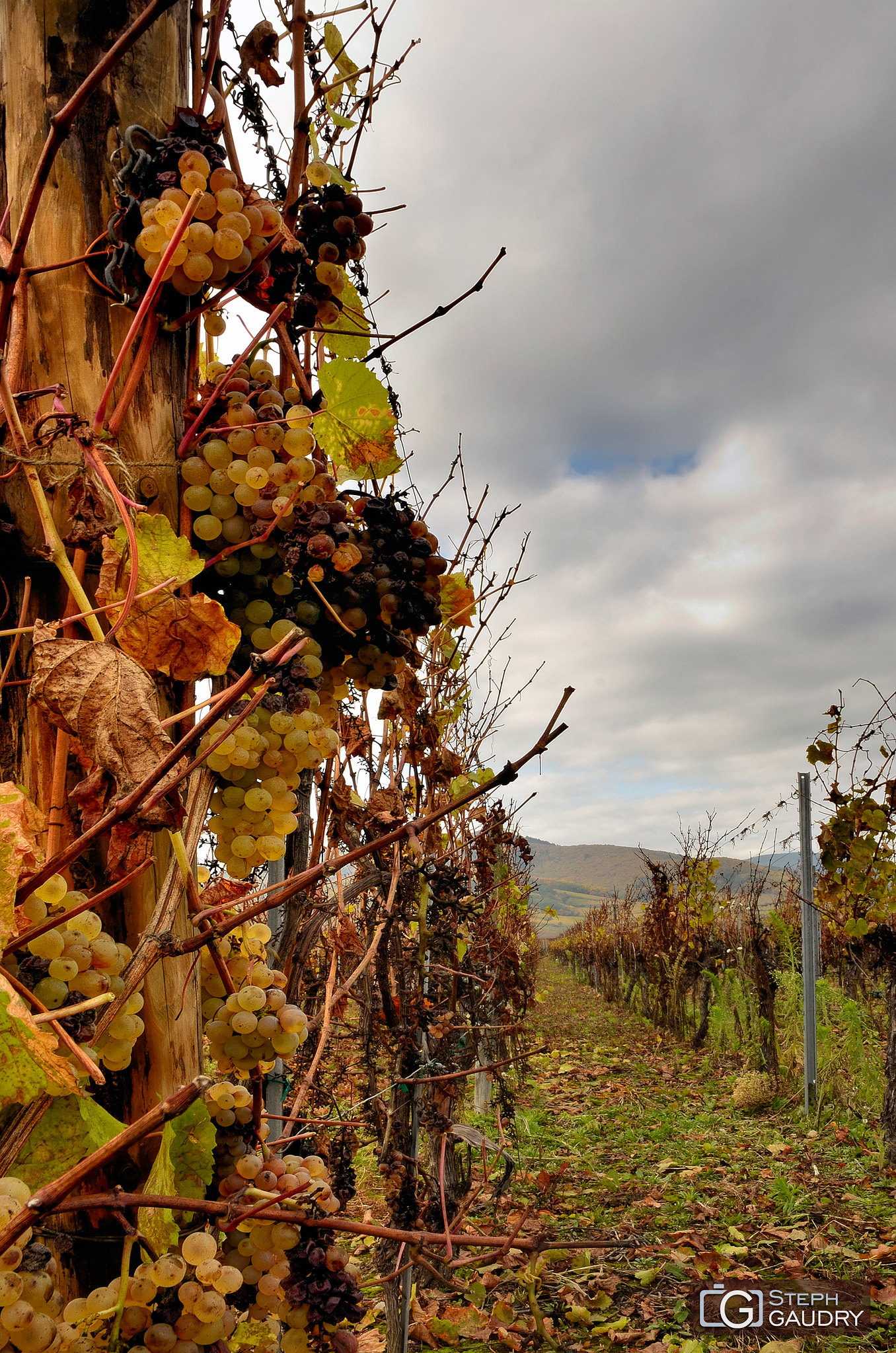 Vendanges tardives [Cliquez pour lancer le diaporama]