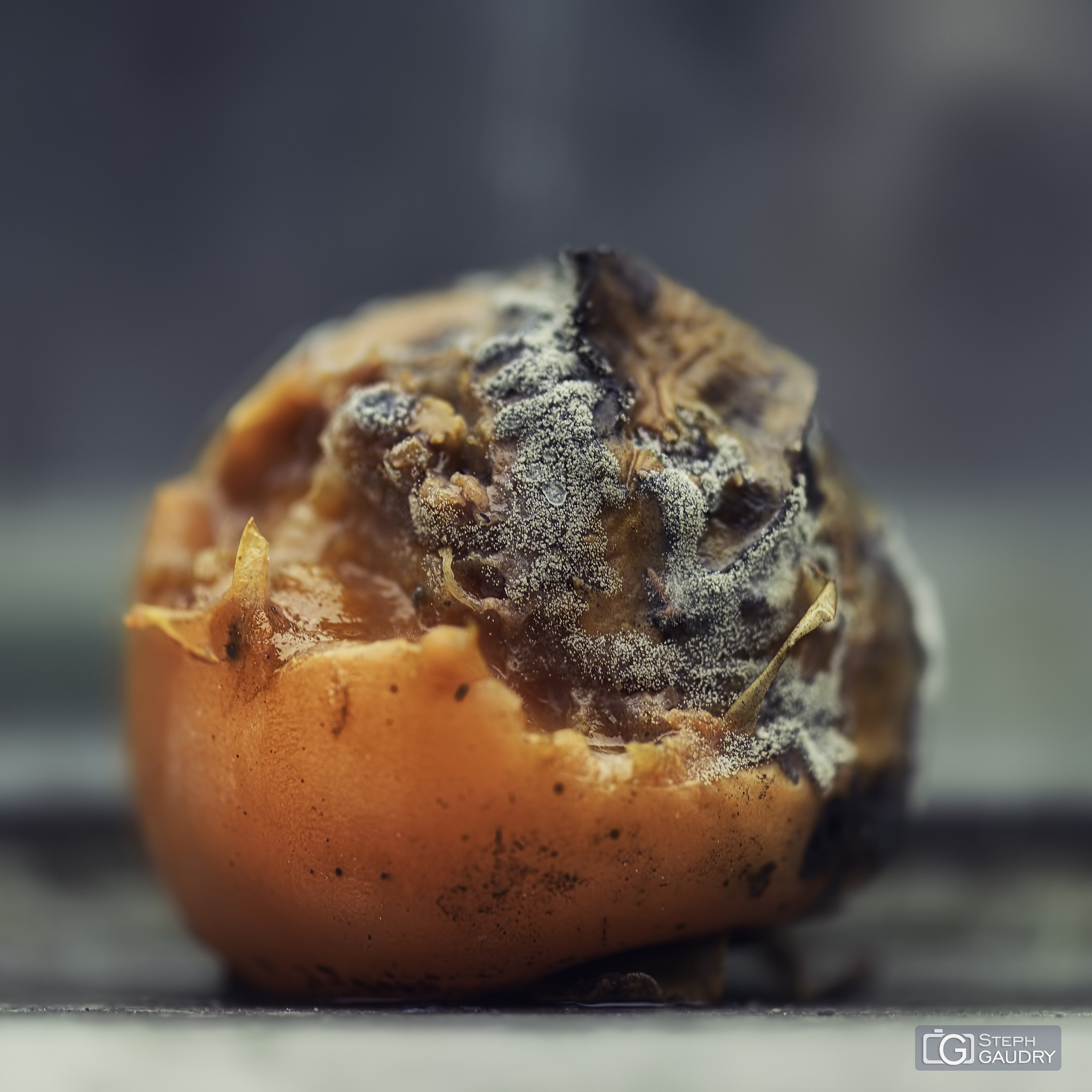 Tomate de novembre [Cliquez pour lancer le diaporama]