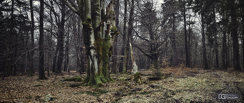 Spa, entre les bois de la Picherotte et Berinzenne