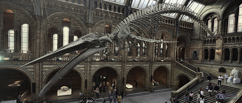 Hope - the skeleton of a blue whale - side view