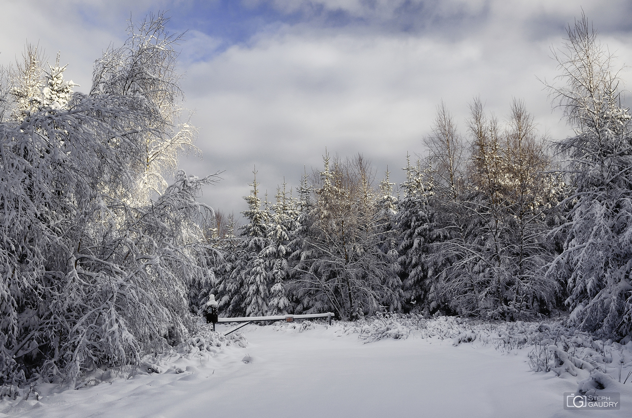 Promenades hivernales / Hautes fagnes