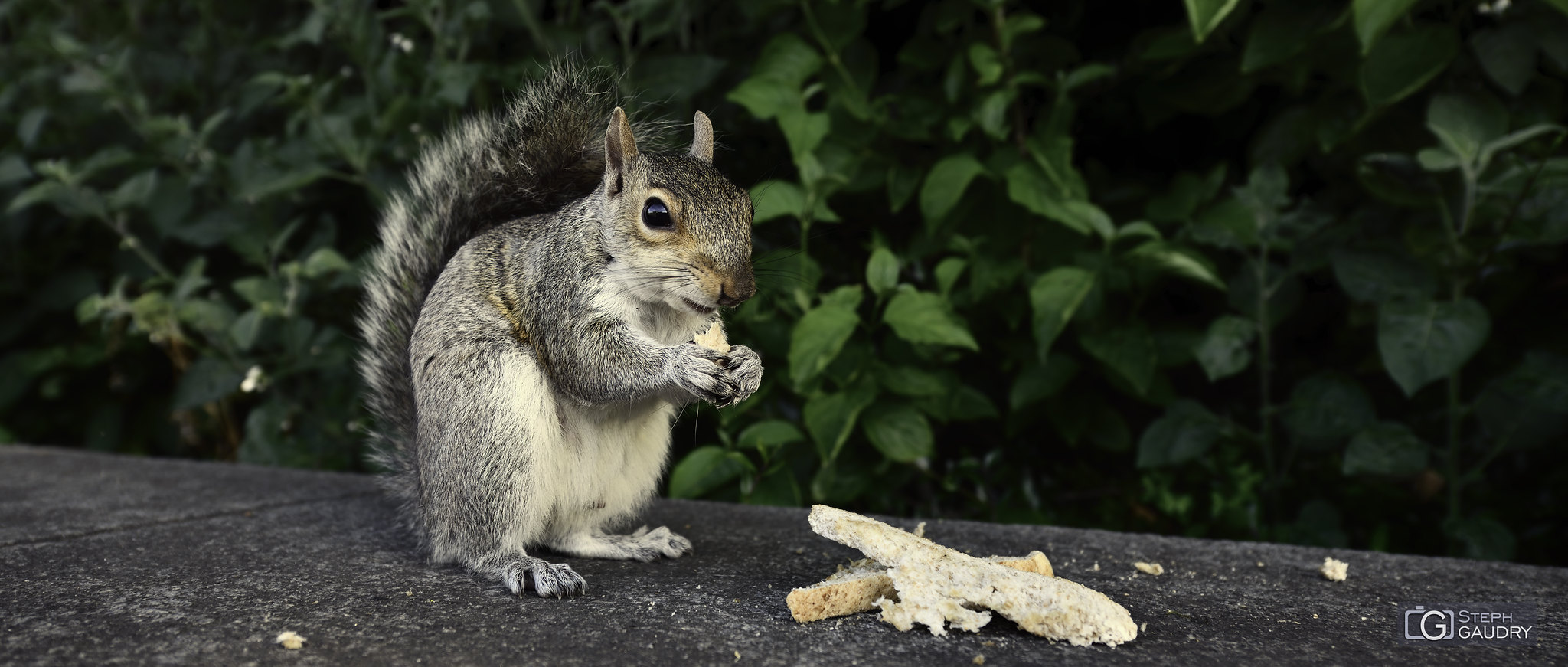 A London squirrel not at all scared [Klicken Sie hier, um die Diashow zu starten]