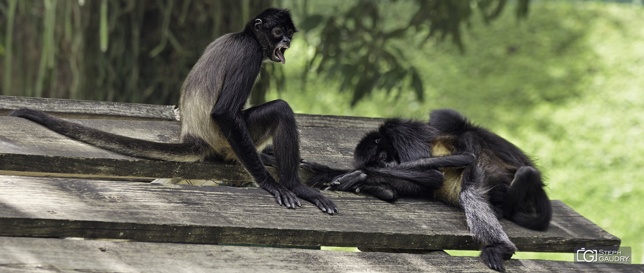 Le singe et le travail [Cliquez pour lancer le diaporama]