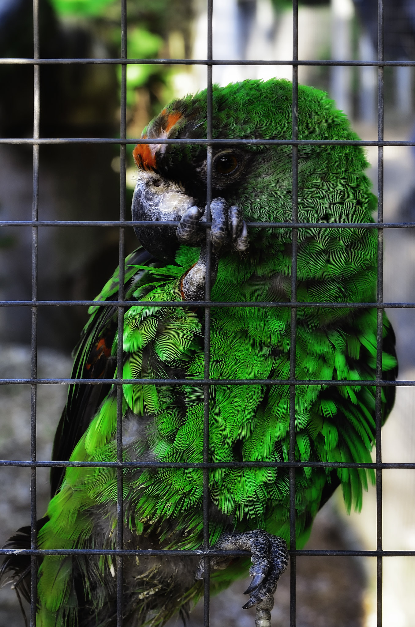 The parrot told me everything [Klik om de diavoorstelling te starten]