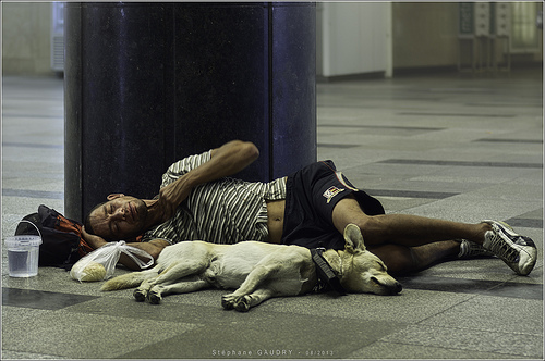 Friendship between a dog and a man