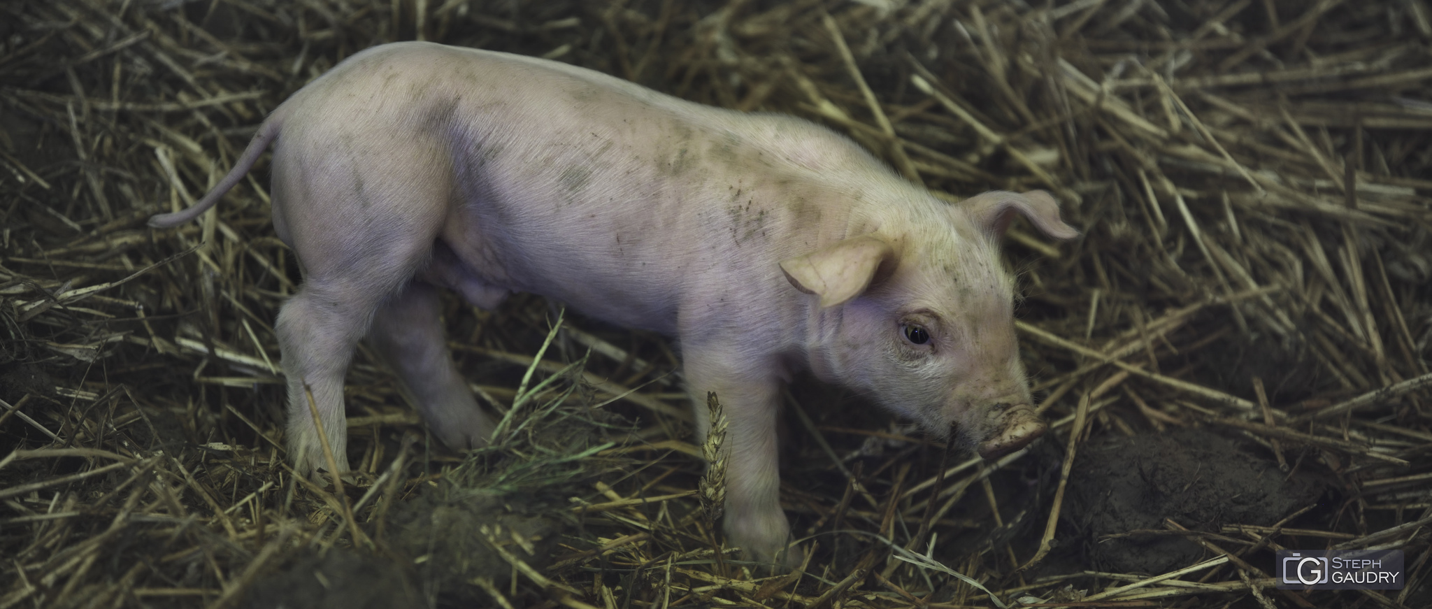 Babe; tout est bon dans le cochon... [Klik om de diavoorstelling te starten]