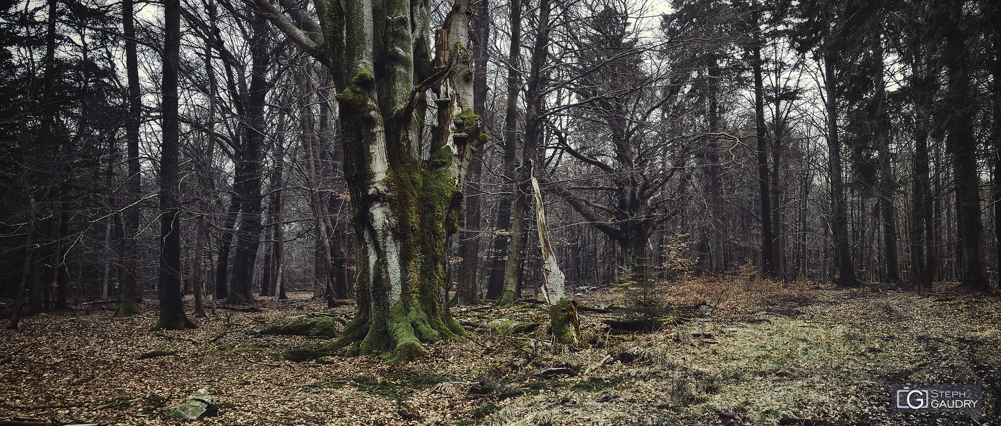 Spa, entre les bois de la Picherotte et Berinzenne [Click to start slideshow]