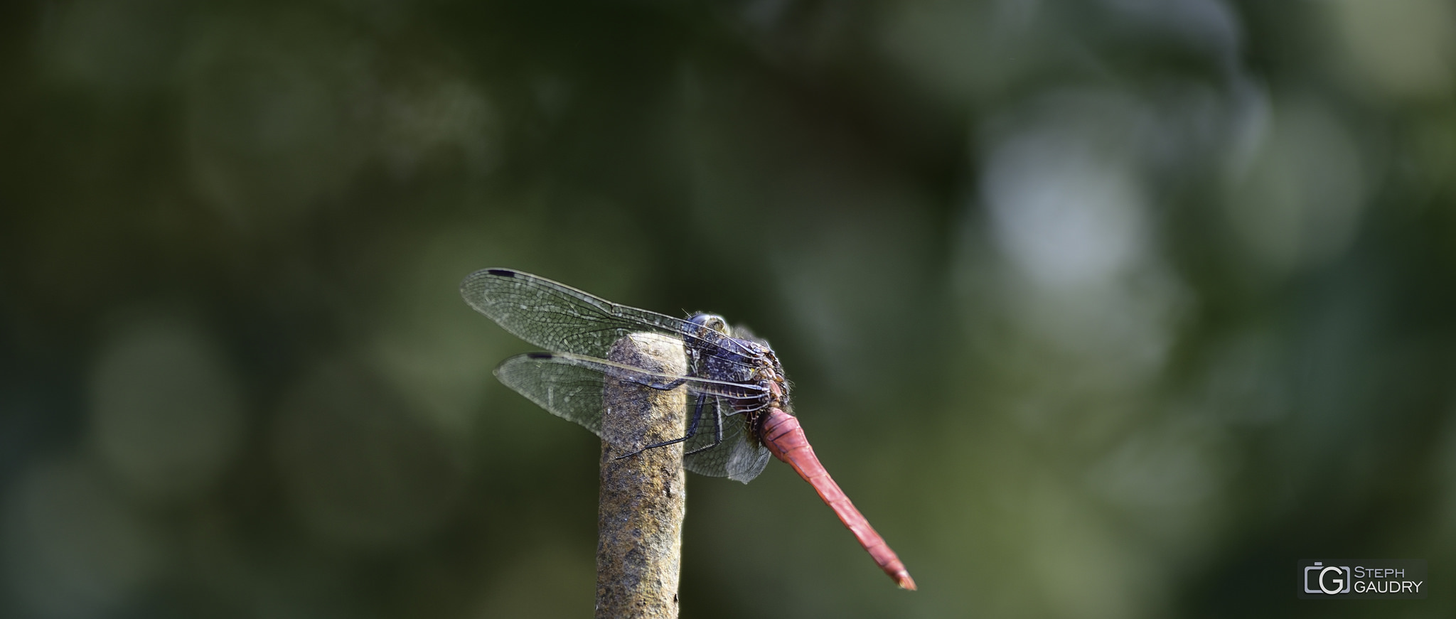 Dragonfly - 2018_04_22_152730 [Klicken Sie hier, um die Diashow zu starten]