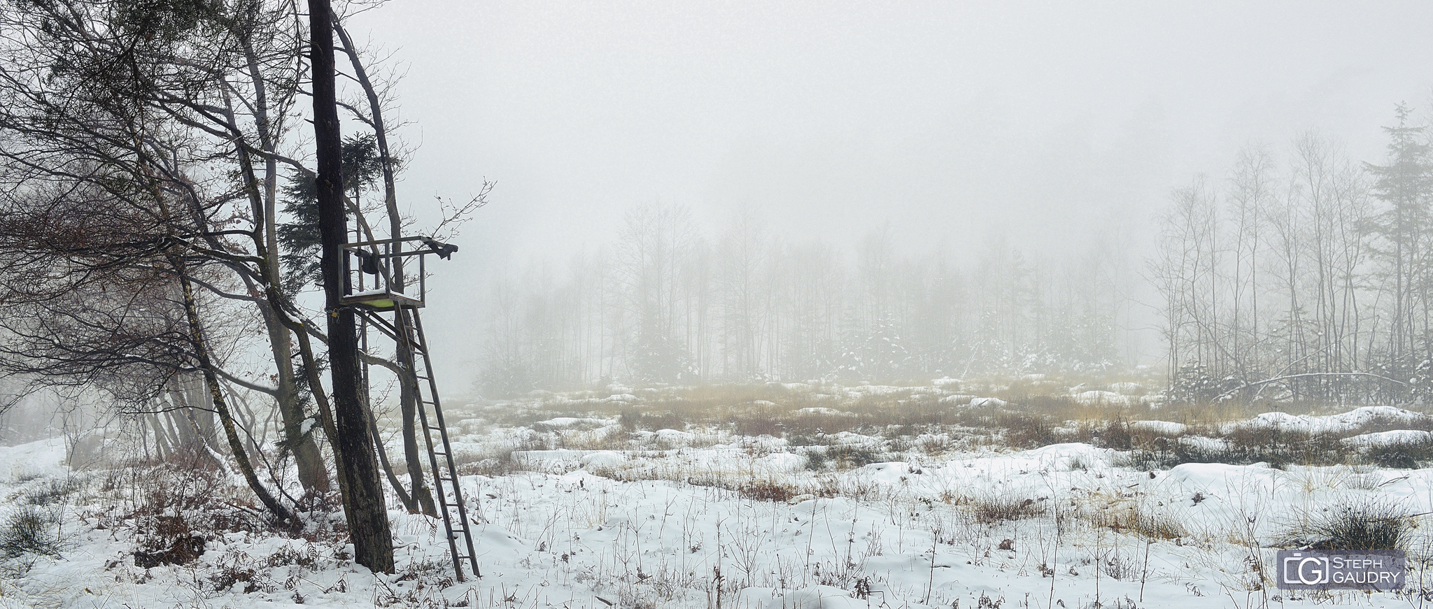 Brouillard dans les bois de Xhoris