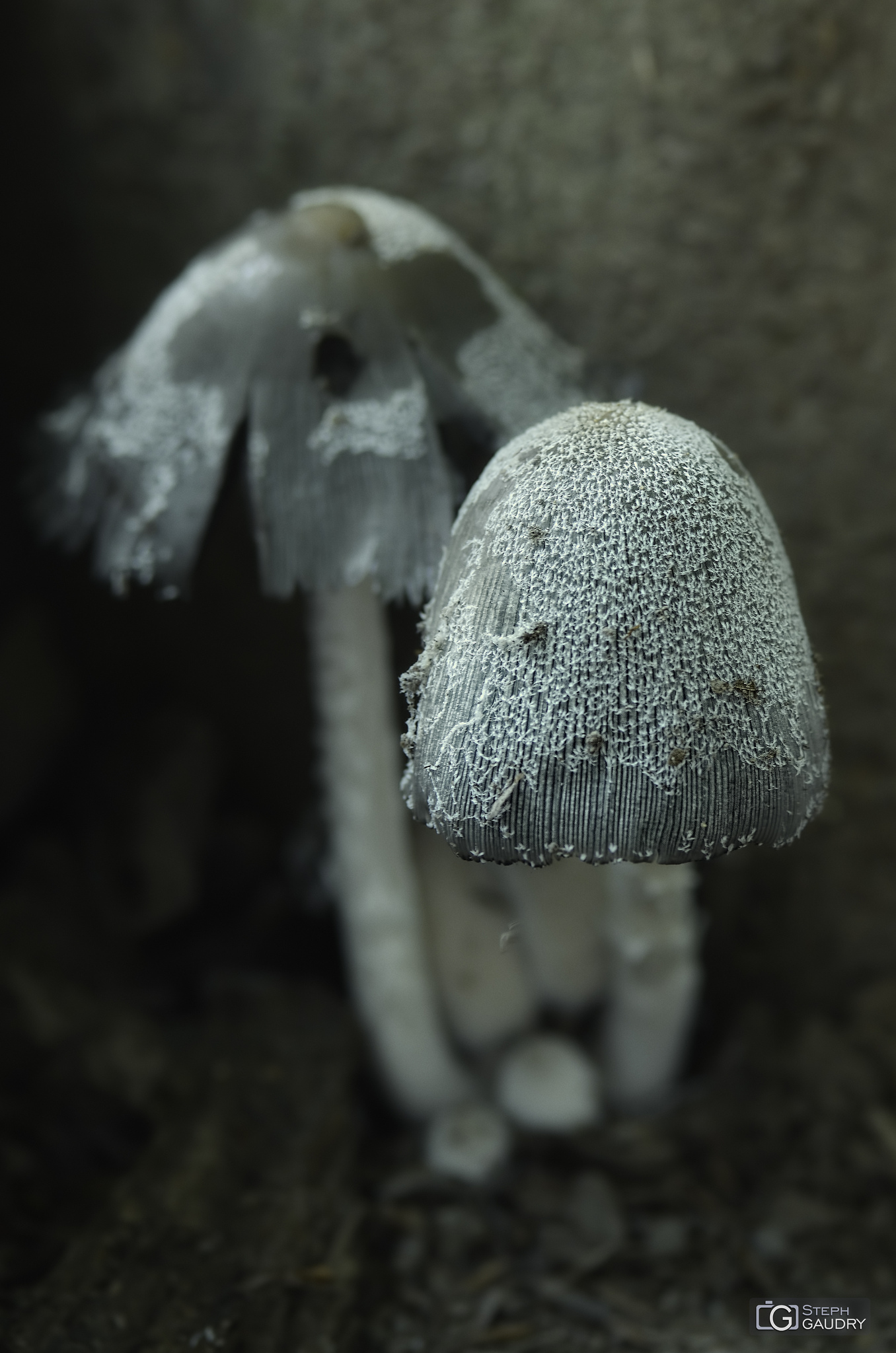 Coprinus comatus [Klik om de diavoorstelling te starten]