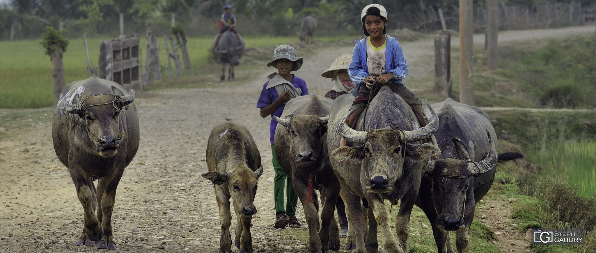 trên cánh đồng lúa gần Đồng Kho