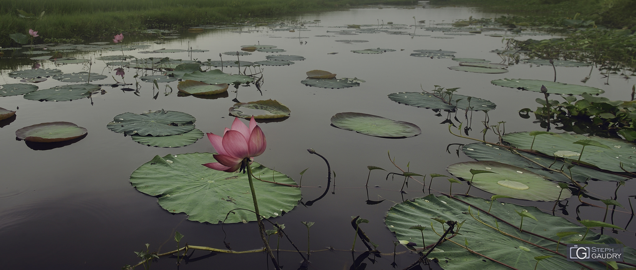 Vietnam / hoa loa kèn nước