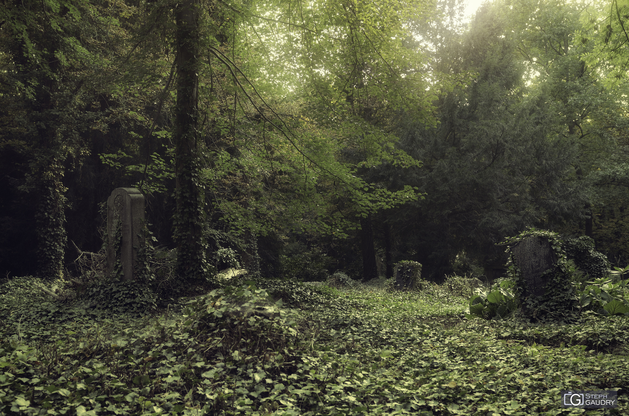 Lierre et tombes dans un cimetière oublié [Click to start slideshow]