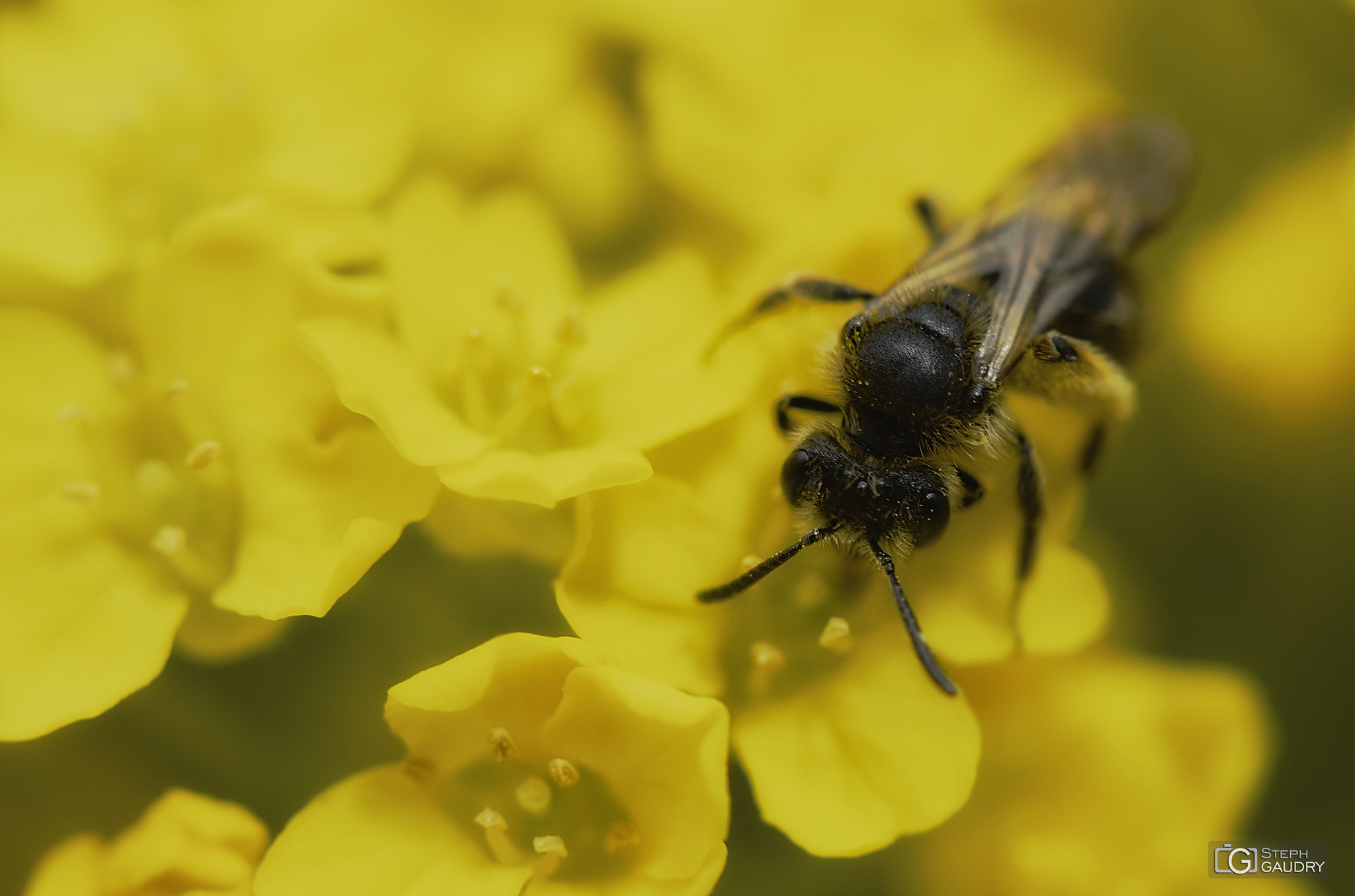 Macro tentative 2 - insect [Klik om de diavoorstelling te starten]