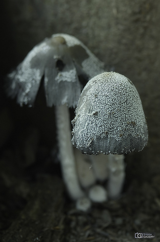 Coprinus comatus