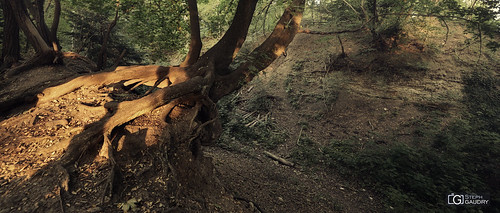 Anciens fossés de la Chartreuse